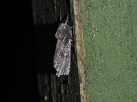 Morning-Glory Prominent Moth